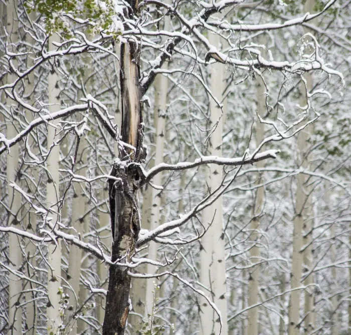 Framed Print : Fresh late summer snow on Aspen trees, Banff National Park, Alberta, Canada Framed Print : Fresh late summer snow on Aspen trees, Banff National Park, Alberta, Canada