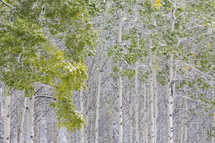Framed Print : Fresh late summer snow on Aspen trees, Banff National Park, Alberta, Canada