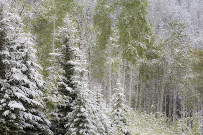 Framed Print : Fresh late summer snow on Evergreen trees, Banff National Park, Alberta, Canada Framed Print : Fresh late summer snow on Evergreen trees, Banff National Park, Alberta, Canada