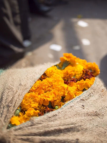 Fresh marigold flowers sack for sale in New Delhi, India