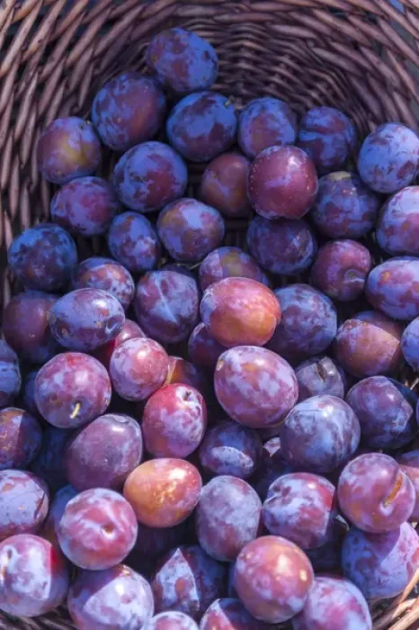 Framed Print : Fresh purple plums for sale, Andria, Italy, Europe Framed Print : Fresh purple plums for sale, Andria, Italy, Europe