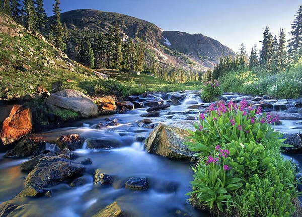 Fresh Rocky Mountain spring runoff cascades past wildflowers in bloom in the Colorado