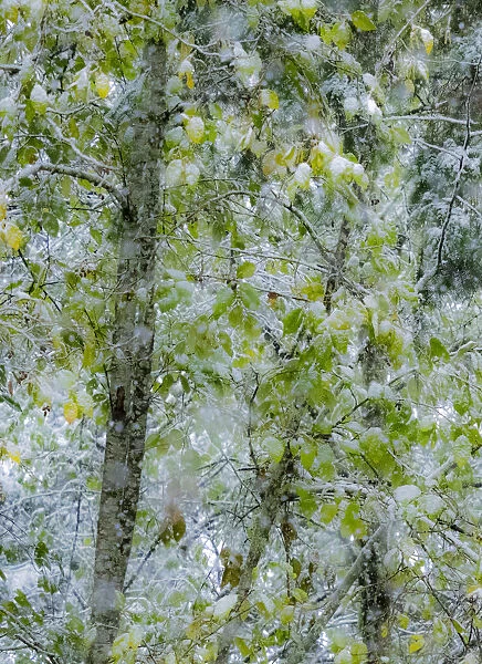 Fresh snow on alder trees