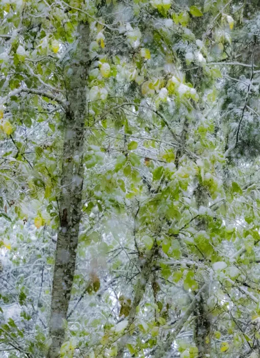 Framed Print : Fresh snow on alder trees