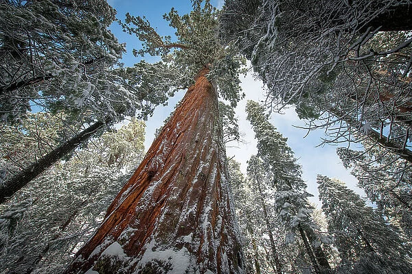 Fresh snow coating the trunk of this forest giant