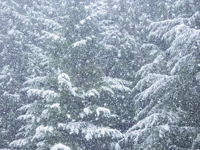 Framed Print : Fresh snow on evergreen trees Framed Print : Fresh snow on evergreen trees