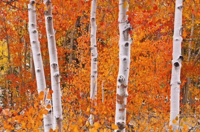 Framed Print : Fresh snow on fall aspens along Bishop Creek, Inyo National Forest, Sierra Nevada Mountains Framed Print : Fresh snow on fall aspens along Bishop Creek, Inyo National Forest, Sierra Nevada Mountains