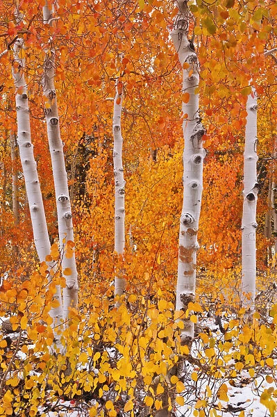 Fresh snow on fall aspens along Bishop Creek, Inyo National Forest, Sierra Nevada Mountains