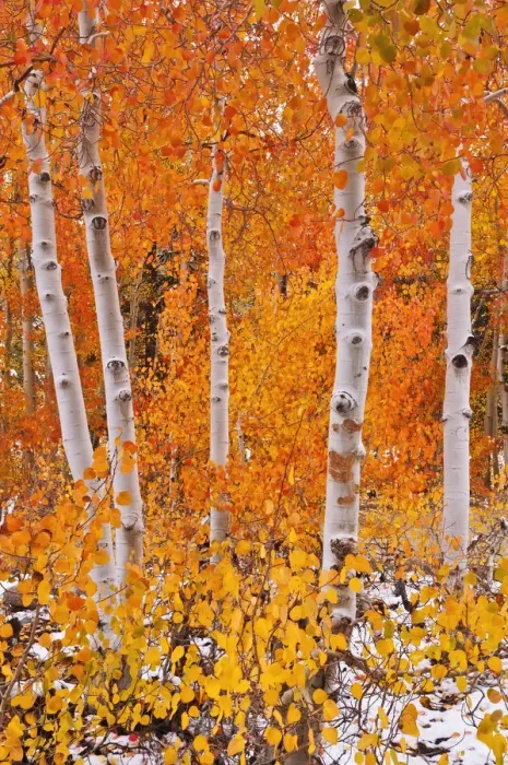Framed Print : Fresh snow on fall aspens along Bishop Creek, Inyo National Forest, Sierra Nevada Mountains Framed Print : Fresh snow on fall aspens along Bishop Creek, Inyo National Forest, Sierra Nevada Mountains