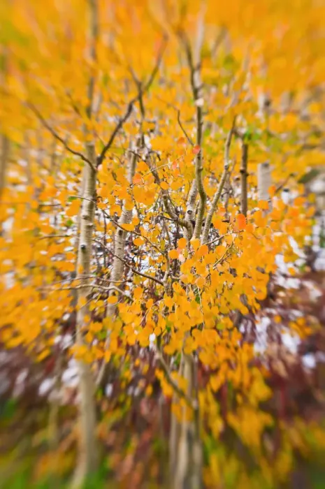Framed Print : Fresh snow on fall aspens along Bishop Creek, Inyo National Forest, Sierra Nevada Mountains Framed Print : Fresh snow on fall aspens along Bishop Creek, Inyo National Forest, Sierra Nevada Mountains