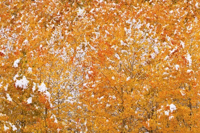 Framed Print : Fresh snow on fall aspens along Bishop Creek, Inyo National Forest, Sierra Nevada Mountains