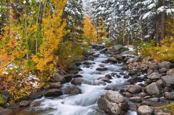 Framed Print : Fresh snow on fall aspens and pines along Bishop Creek, Inyo National Forest, Sierra Framed Print : Fresh snow on fall aspens and pines along Bishop Creek, Inyo National Forest, Sierra
