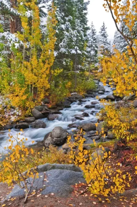 Framed Print : Fresh snow on fall aspens and pines along Bishop Creek, Inyo National Forest, Sierra