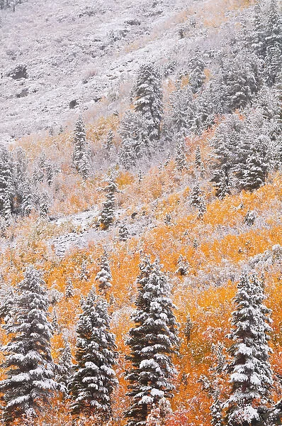 Fresh snow on fall aspens and pines along Bishop Creek, Inyo National Forest, Sierra