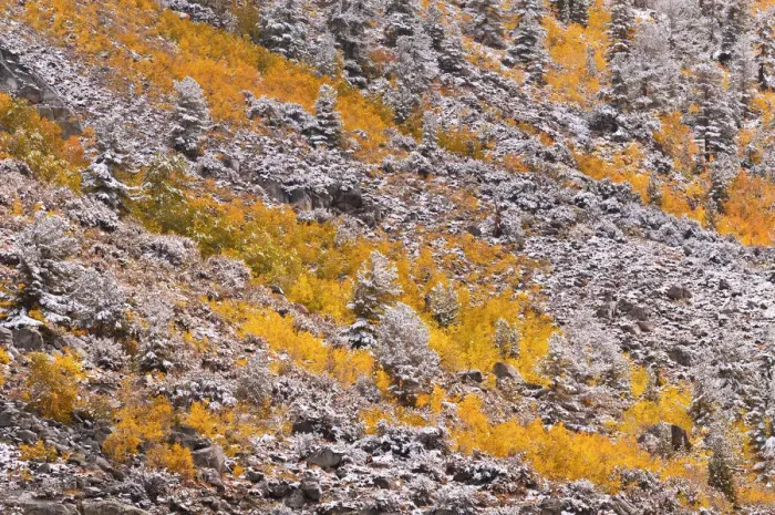 Framed Print : Fresh snow on fall aspens and pines along Bishop Creek, Inyo National Forest, Sierra Framed Print : Fresh snow on fall aspens and pines along Bishop Creek, Inyo National Forest, Sierra