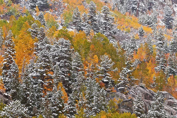 Fresh snow on fall aspens and pines along Bishop Creek, Inyo National Forest, Sierra
