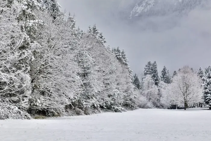 Framed Print : Fresh snow on field lined with snow covered trees