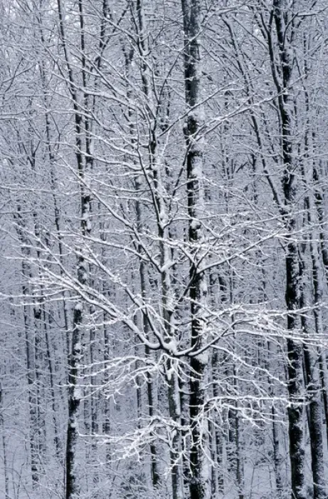 Framed Print : Fresh Snow in the Forest; Wetmore, MICHIGAN