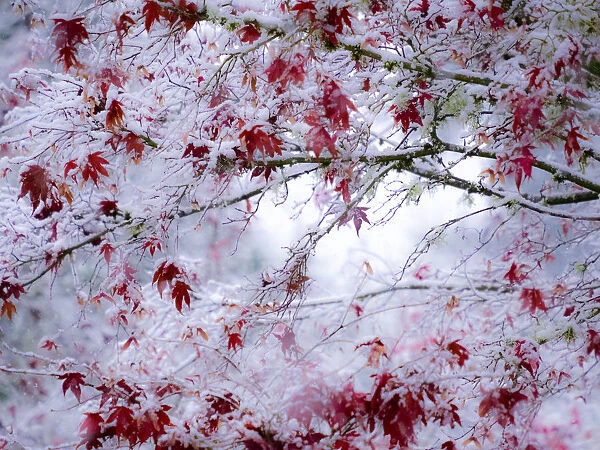 Fresh snow on Japanese maple tree with last of fall colored leaves