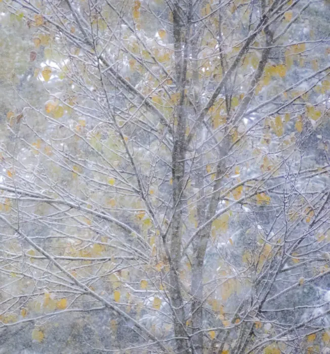 Framed Print : Fresh snow on Japanese maple tree with last of fall colored leaves Framed Print : Fresh snow on Japanese maple tree with last of fall colored leaves