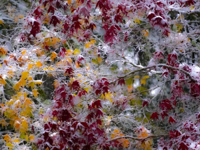Framed Print : Fresh snow on Japanese maple tree with last of fall colored leaves Framed Print : Fresh snow on Japanese maple tree with last of fall colored leaves