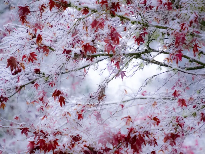 Framed Print : Fresh snow on Japanese maple tree with last of fall colored leaves Framed Print : Fresh snow on Japanese maple tree with last of fall colored leaves