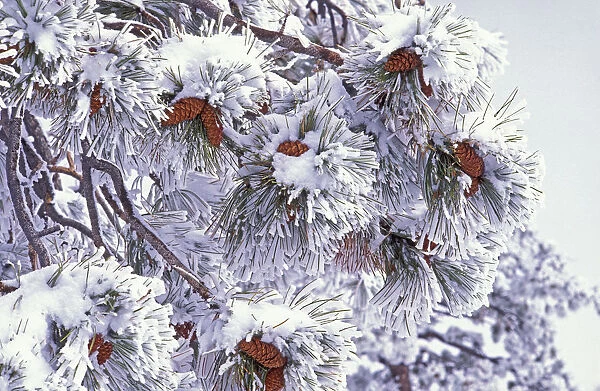 Fresh snow on Ponderosa Pine branches and cones, Bryce Canyon National Park, Utah, USA