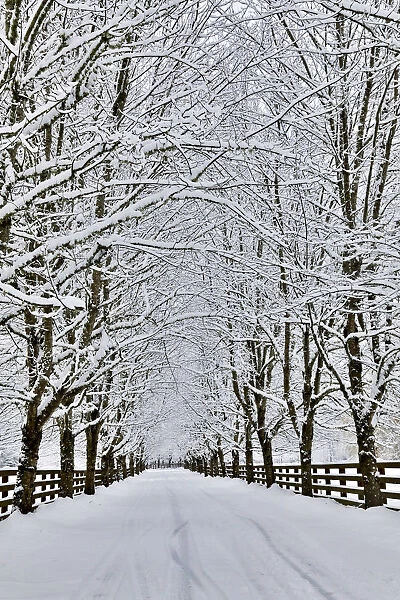 Fresh snow on tree and fence near, town of Snoqualmie