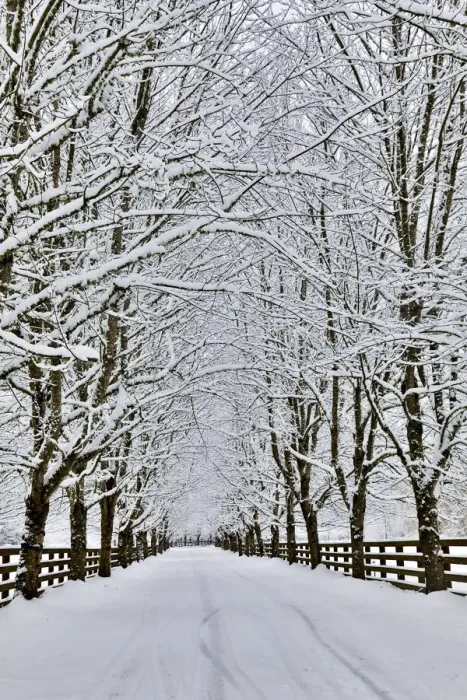 Framed Print : Fresh snow on tree and fence near, town of Snoqualmie