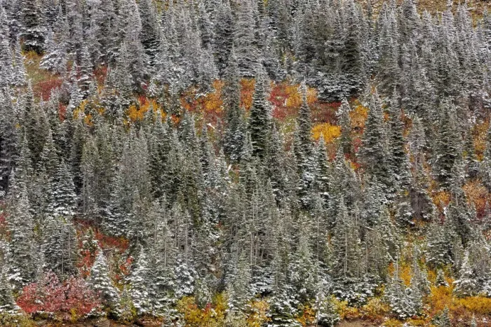 Framed Print : Fresh snowfall on autumn colors in Glacier National Park, Montana, USA