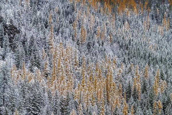 Fresh snowfall on autumn larch trees on Columbia Mountain in Columbia Falls, Montana, USA