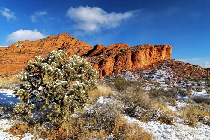 Framed Print : Fresh snowfall on cholla cactus and reefs in Red Cliffs National Conservation Area near St. George, Utah, USA Framed Print : Fresh snowfall on cholla cactus and reefs in Red Cliffs National Conservation Area near St. George, Utah, USA