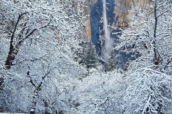 Fresh snowfall in the trees below Bridalveil Falls in Yosemite National Park, California