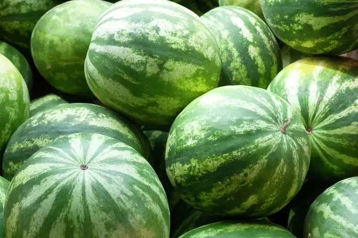 Framed Print : Fresh watermelon in Shipshewana farmers market in Amish country Indiana Framed Print : Fresh watermelon in Shipshewana farmers market in Amish country Indiana