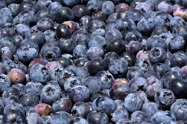 Freshly harvested blueberries near McMinnville, Oregon, USA