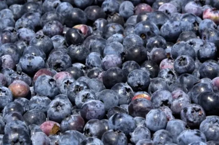 Framed Print : Freshly harvested blueberries near McMinnville, Oregon, USA
