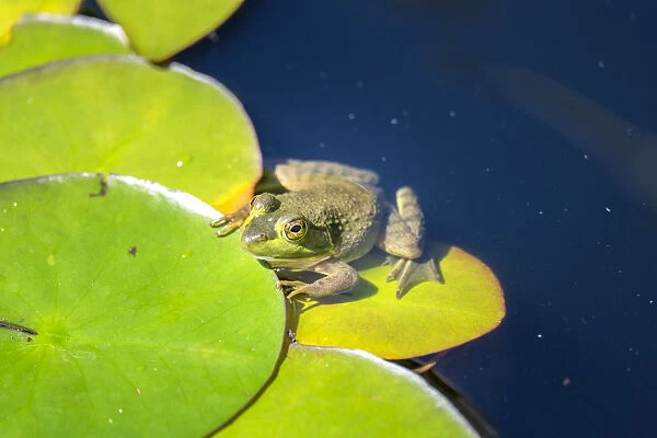 Frog on lilypad, USA