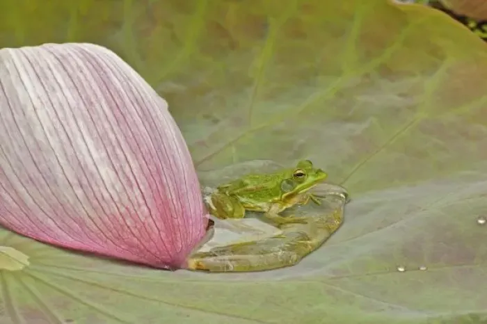 Framed Print : Frog and lotus Framed Print : Frog and lotus