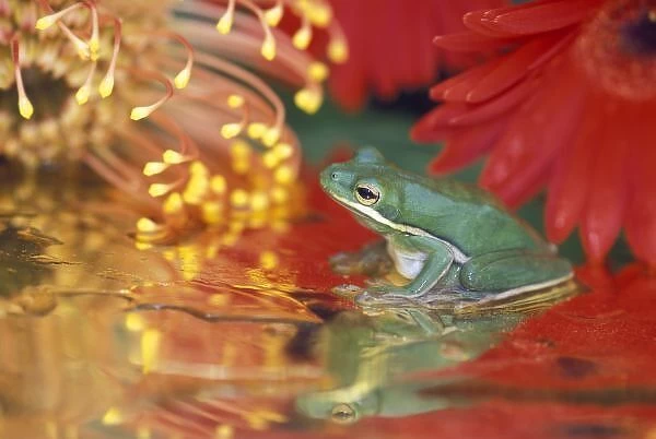 Frog and reflections among flowers. Credit as: Nancy Rotenberg  /  Jaynes Gallery  / 