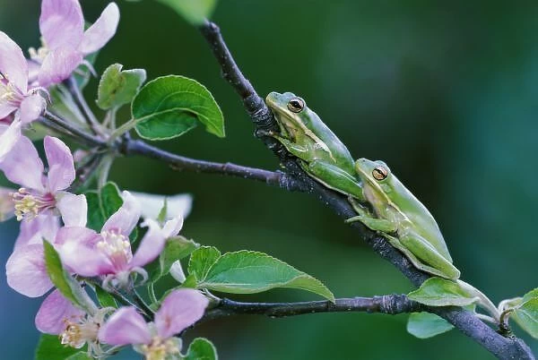 Two Frogs on Branch. Credit as: Nancy Rotenberg  /  Jaynes Gallery  /  Danita Delimont