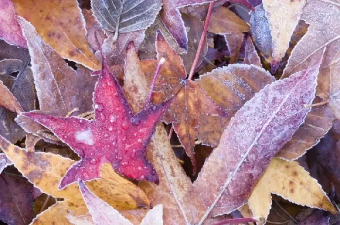 Framed Print : Frost on Autumn Leaves, WA, USA