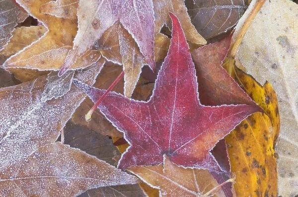 Frost on Autumn Leaves, WA, USA