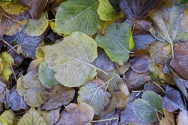 Frost on autumnal leaves, Gloucestsershire, UK