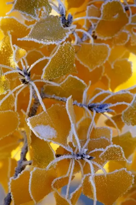 Framed Print : Frost on cottonwood leaves in autumn near Cascade, Montana, USA
