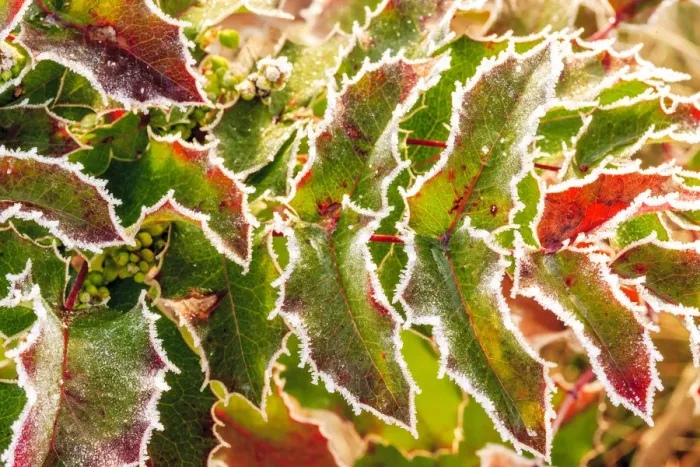 Framed Print : frost-covered Oregon Grape shrubs (Mahonia aquifolium) in Spring, Portland suburban area near Mt Framed Print : frost-covered Oregon Grape shrubs (Mahonia aquifolium) in Spring, Portland suburban area near Mt