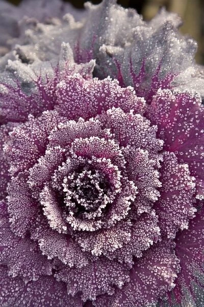 frost-covered Ornamental Cabbage, Autumn Colors, Seattle, Washington State, USA (RF)