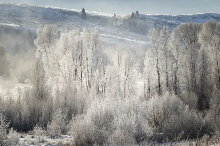 Framed Print : Frost covered trees at sunrise, Grand Teton National Park, Wyoming