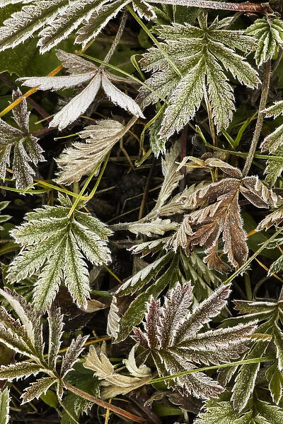 Frost covered Wild Geranium foliage, Uncompahgre National Forest, Colorado