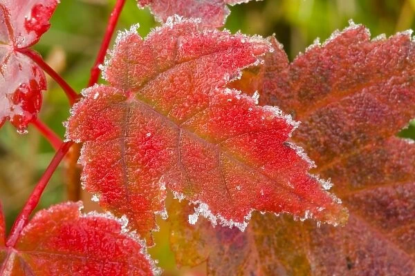 Frost crystals outlines maple leaves at the Benjamin Farm in Scarborough, Maine