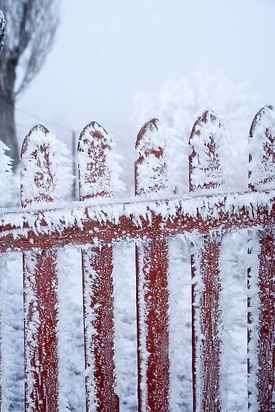 Frost on Gate, Mitchells Cottage and Hoar Frost, Fruitlands, near Alexandra, Central Otago